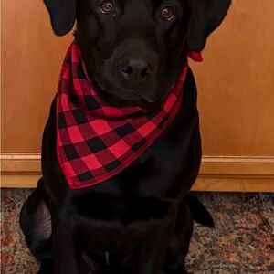 Dog Bandanas. NWT you get six in pack.  Various colors